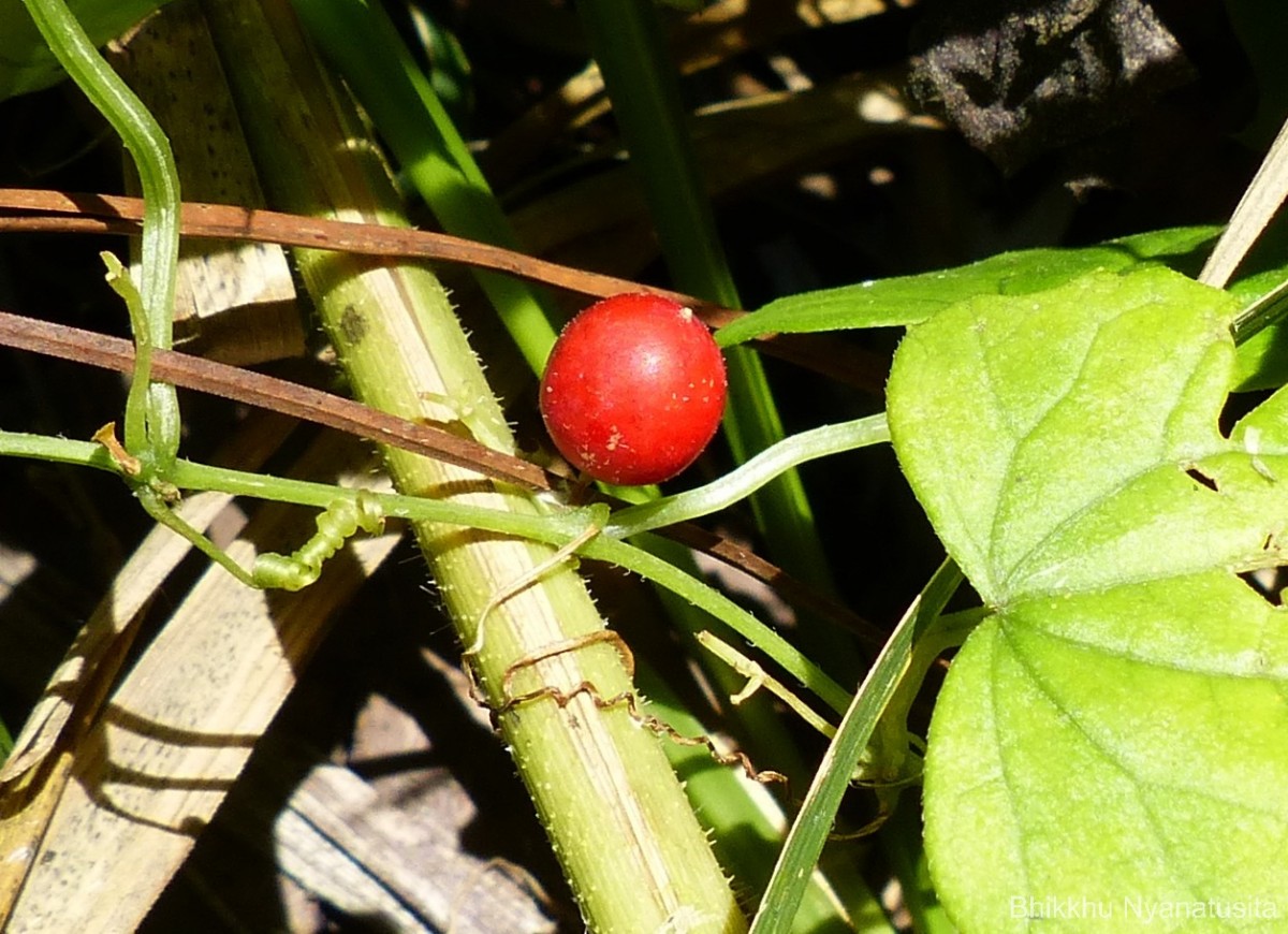 Zehneria bodinieri (H.Lév.) W.J.de Wilde & Duyfjes